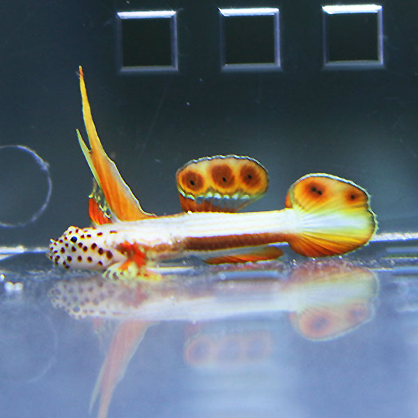 ホムラハゼ 2cm ! 海水魚 ハゼ 15時までのご注文で当日発送【ハゼ】(t121