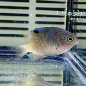 Small blue-spotted tropical fish swimming in a glass aquarium.