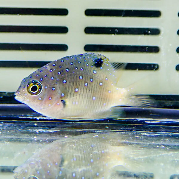 ルリホシスズメダイ 3-4cm± !海水魚 スズメダイ 餌付け済み 15時までのご注文で当日発送(t117