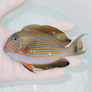 Small tropical fish with vivid blue and orange stripes held in a gloved hand over a pale background.