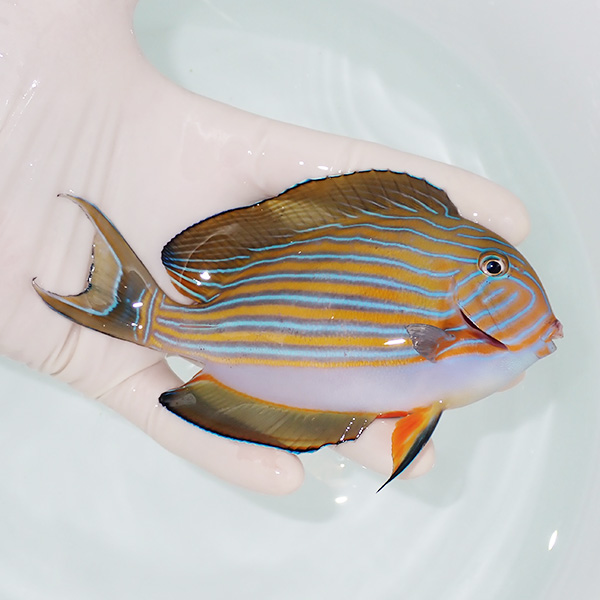 【現物6】ニジハギ 13cm±! 海水魚 ハギ 15時までのご注文で当日発送(t119(t207