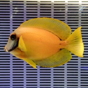 Bright yellow, oval-bodied fish with long dorsal fin swimming against a blue slotted background in an aquarium setting.