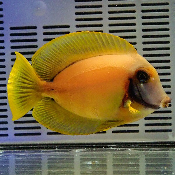 クログチニザ 10-12cm±!  海水魚 ハギ 15時までのご注文で当日発送(t119(t207