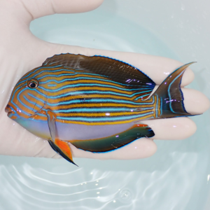 Colorful tropical fish with blue and orange stripes resting in a person's hand over a pale pool surface