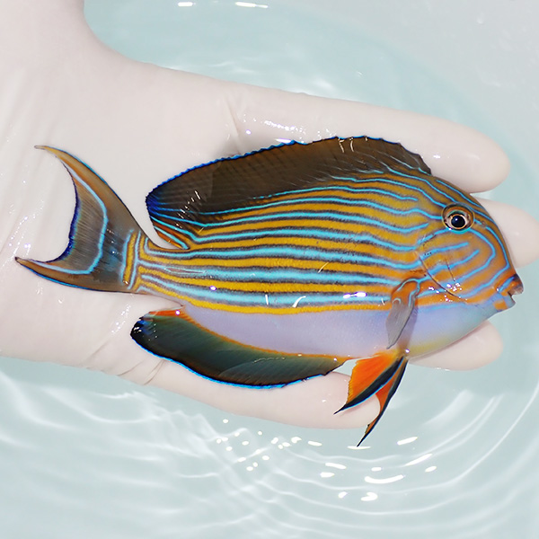 【現物2】ニジハギ 12cm±! 海水魚 ハギ 15時までのご注文で当日発送(t119(t207