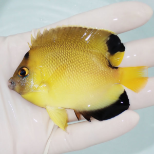 Small yellow aquarium fish with black tail and dorsal fins held in a gloved hand, close-up.