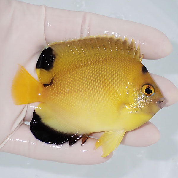 【現物】アルミテージエンゼル 8.8 cm±!海水魚 ヤッコ  15時までのご注文で当日発送(t111(t207