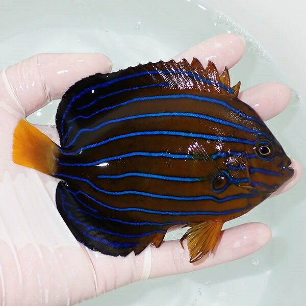 【現物16】キンチャクダイ 13.5cm±!海水魚 ヤッコ  15時までのご注文で当日発送(t111(t207
