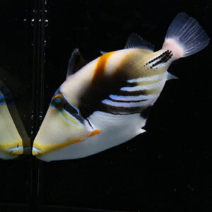 Tropical angelfish with yellow, white and black stripes swimming in a dark aquarium.