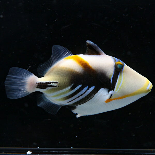 ムラサメモンガラ 8-10cm± ! 海水魚 ハギ  15時までのご注文で当日発送【モンガラ】(t119