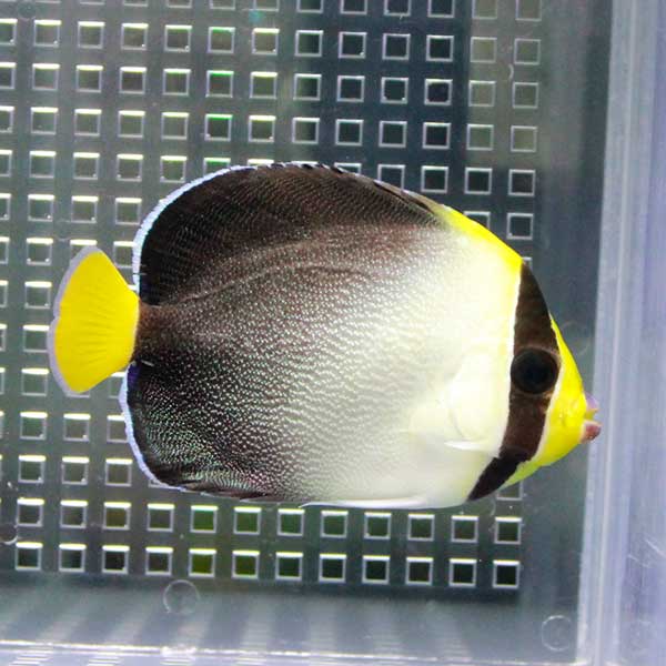 チリメンヤッコ 6-8cm± !海水魚 ヤッコ 15時までのご注文で当日発送(t111