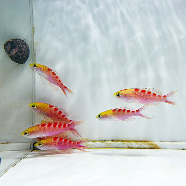 アサヒハナゴイ 4-6cm±  1匹 !海水魚 ハナダイ 餌付け15時までのご注文で当日発送(t118