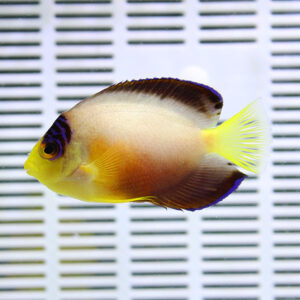 Yellow-tailed tropical fish with brown dorsal edge swimming in front of a striped aquarium background.