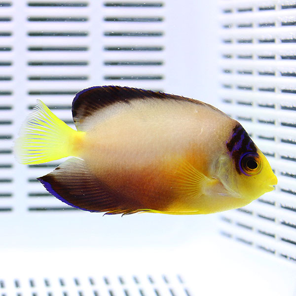 マーシャル産 マルチカラーエンゼル 5-7cm±! 海水魚 ヤッコ 15時までのご注文で当日発送(t111