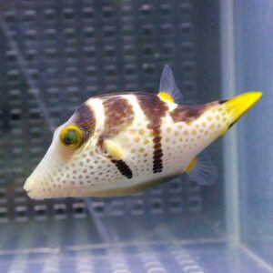 Pufferfish with brown stripes and yellow fins swimming in a clear aquarium tank from a side view across a blue grid background.
