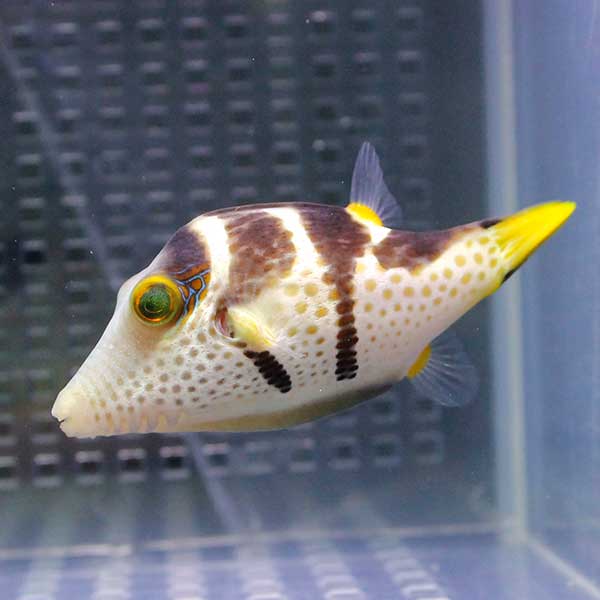シマキンチャクフグ 7-9cm【1匹】!海水魚 フグ
