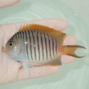 Small striped tropical fish held in a gloved hand over pale water surface.