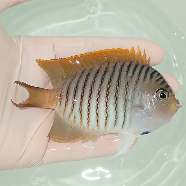 【現物5】 ヤイトヤッコ ♂  10.5cm± ! 海水魚 ヤッコ 15時までのご注文で当日発送(t111(t207