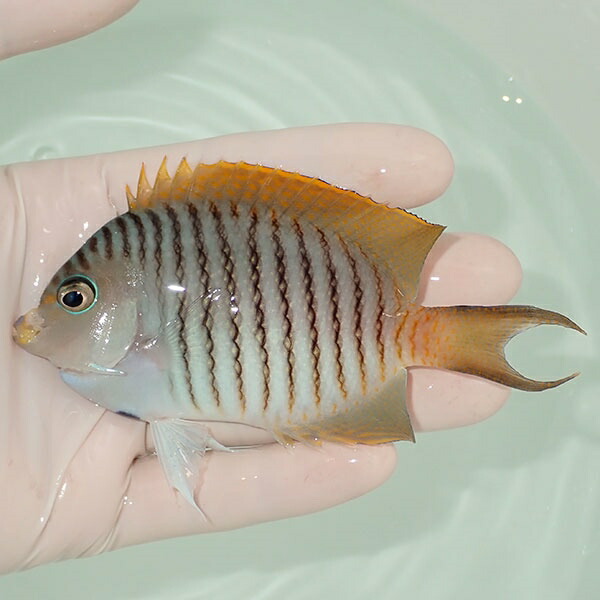 【現物5】 ヤイトヤッコ ♂  10.5cm± ! 海水魚 ヤッコ 15時までのご注文で当日発送(t111(t207