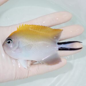 Small tropical fish with a yellow dorsal fin held in a bare hand over a light basin of water in the background.