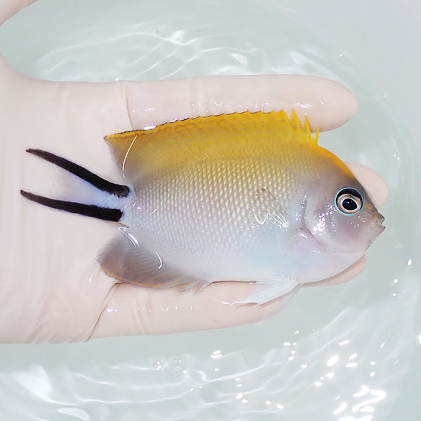 【現物】 ヤイトヤッコ   10.5cm± ! 海水魚 ヤッコ 15時までのご注文で当日発送(t111(t207
