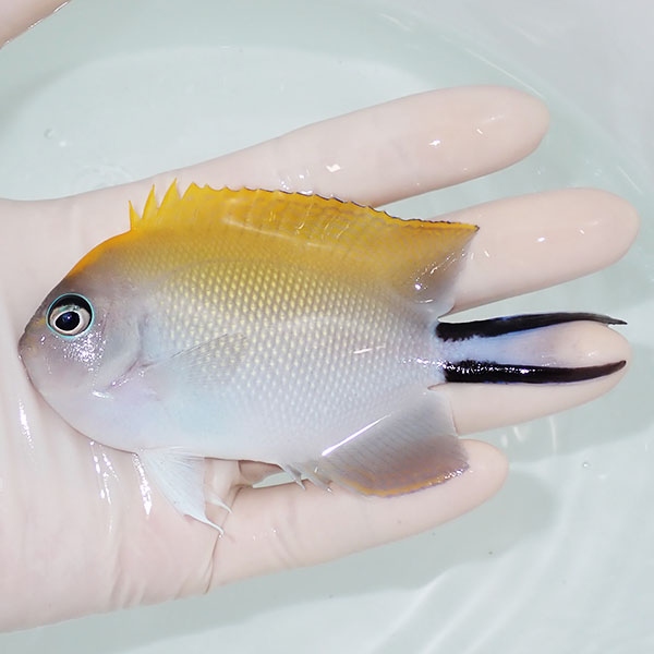 【現物】 ヤイトヤッコ   10.5cm± ! 海水魚 ヤッコ 15時までのご注文で当日発送(t111(t207