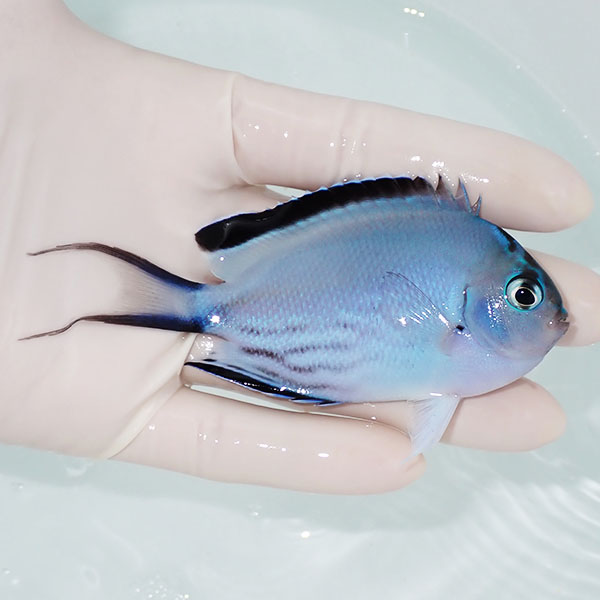 【現物】 ヒレナガヤッコ 9.5cm± ! 海水魚 ヤッコ 15時までのご注文で当日発送(t111(t207
