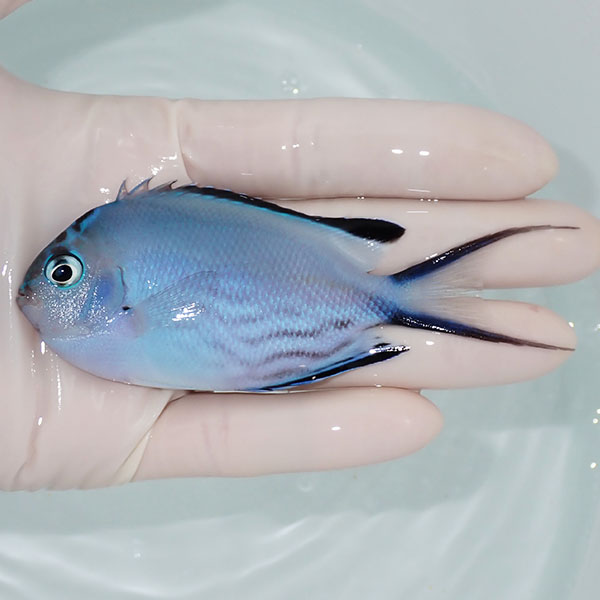 【現物】 ヒレナガヤッコ 9.5cm± ! 海水魚 ヤッコ 15時までのご注文で当日発送(t111(t207