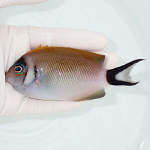 Small tropical fish held in a gloved hand over a pale background.