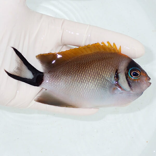 【現物】トサヤッコ メス  11.5cm± ! 海水魚 ヤッコ 15時までのご注文で当日発送(t111(t207