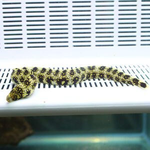 Leopard gecko with yellow and black markings resting on a white vented surface inside a terrarium.