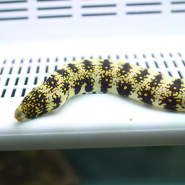 クモウツボ 15-20cm± !海水魚 ウツボ 【PHセール対象】【ウツボ】