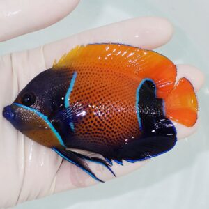 Vivid tropical angelfish with orange body, blue highlights and black edging held in a gloved hand.