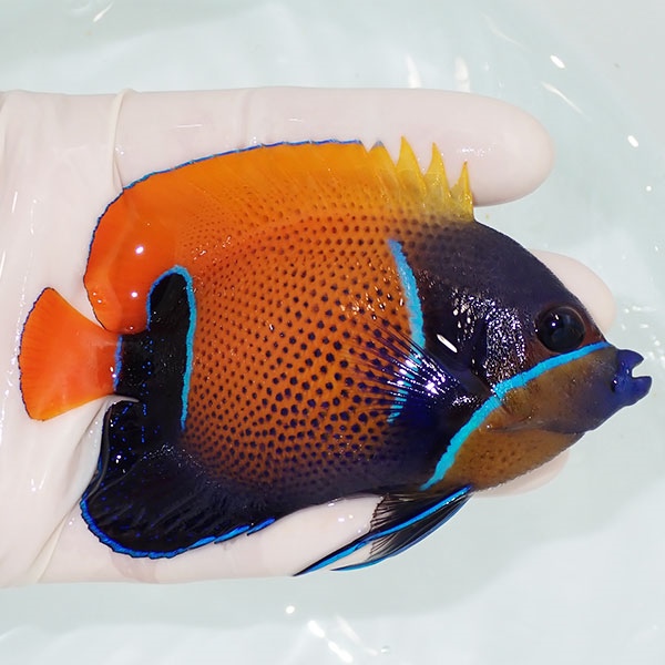 【現物6】イナズマヤッコ 10cm± ! 海水魚 ヤッコ 15時までのご注文で当日発送(t111(t207