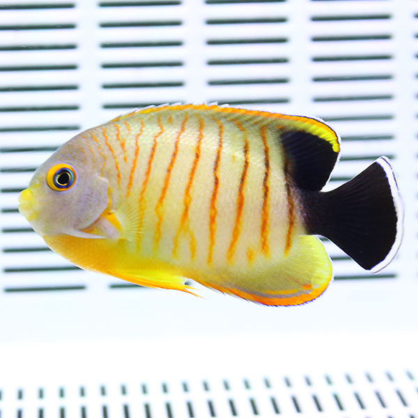 エイブリーエンゼル 6-8cm± ! 海水魚 ヤッコ15時までのご注文で当日発送(t111