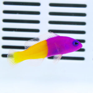 Colorful tropical fish with purple head, pink body, and yellow tail swimming in front of a white vent-like background.