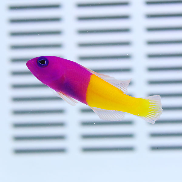 バイカラードティーバック 3-5cm± ! 海水魚 メギス15時までのご注文で当日発送(t120