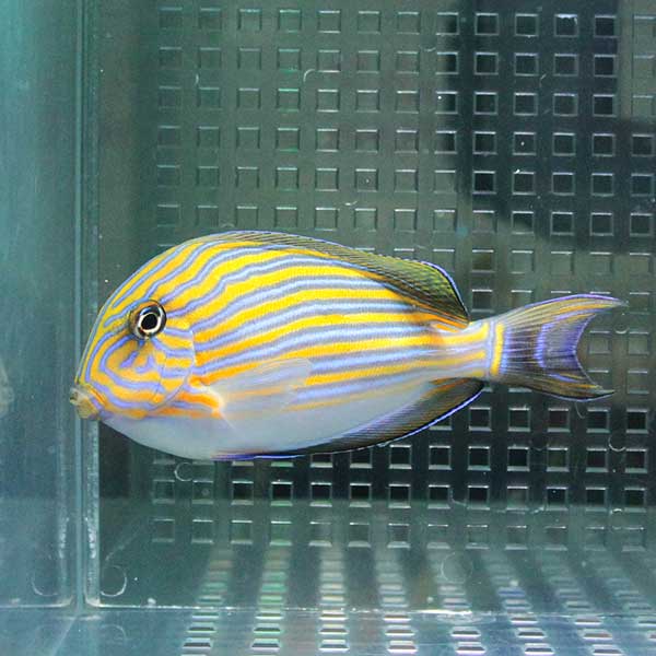 ニジハギ 8-10cm±  コケ掃除! 海水魚 ハギ  【ハギ】(t119