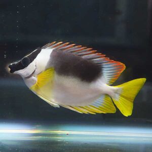 Colorful tropical fish with a black head, white body, and bright yellow fins swimming in an aquarium tank