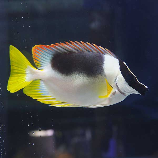 アンダマン フォックスフェイス 8-10cm± ! 海水魚 アイゴ 餌付け 【アイゴ】(t119