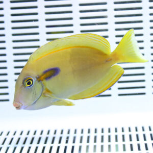 Bright yellow tropical fish with a purple patch near its gill, swimming in a white grid-pattern aquarium background