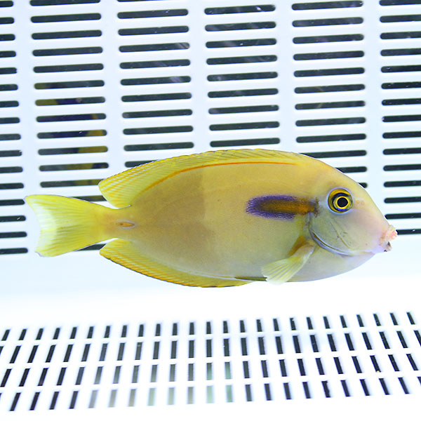 モンツキハギ 8-10cm±!   海水魚 ハギ 餌付け15時までのご注文で当日発送【PHセール対象】(t119