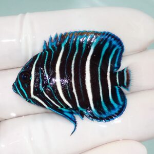 Small tropical fish with blue and white vertical stripes held on a gloved hand.