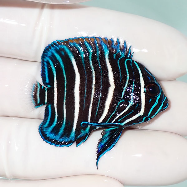 【現物12】アデヤッコ幼魚 4.5cm± !海水魚 ヤッコ 15時までのご注文で当日発送(t111(t207