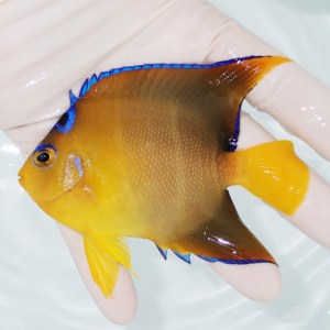 Yellow-orange tropical fish with blue-edged fins being gently held by a gloved hand in shallow water.