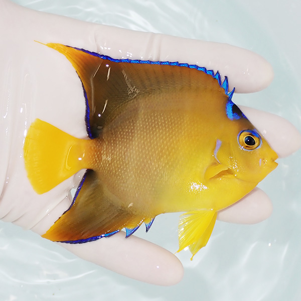 【現物1】粒エサOK タウンゼントエンゼル10cm±  !海水魚 ヤッコ 15時までのご注文で当日発送(t111(t207