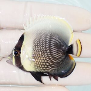 Small tropical angelfish with yellow-edged fins held in a gloved hand.