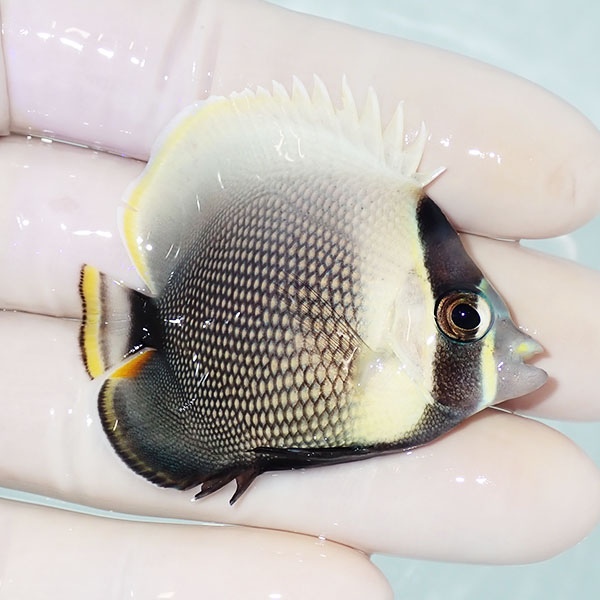 【現物】ハクテンカタギ 5cm± !海水魚 生体 15時までのご注文で当日発送(t114(t207