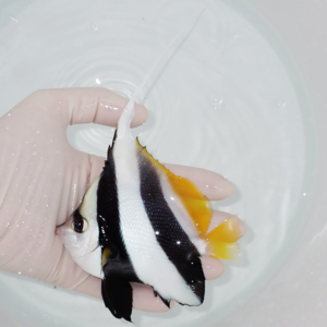 Gloved hand holding a small banded tropical butterflyfish with black and white stripes and yellow tail over a pale background.
