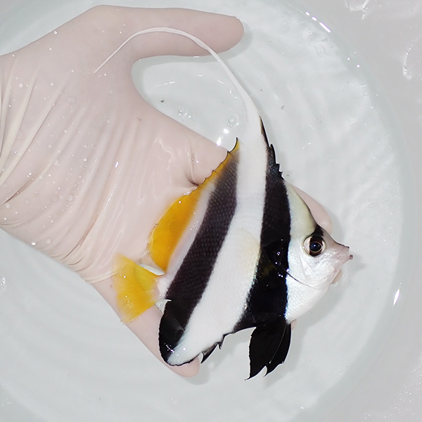 【現物】ハタタテダイbig 12cm±!海水魚 生体 15時までのご注文で当日発送(t114(t207